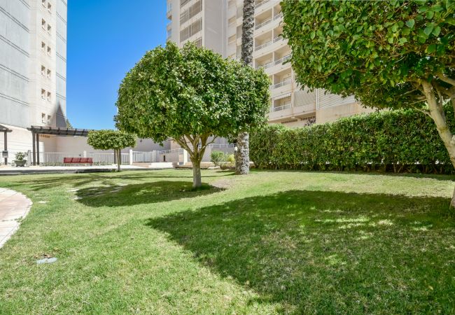 Apartment in Calpe / Calp - Apolo XVII  - 1 bedroom  Apartment in Calpe / Calp - Apolo XVII  - 1 bedroom